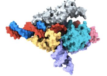 Cryo-EM map of a Fanzor protein