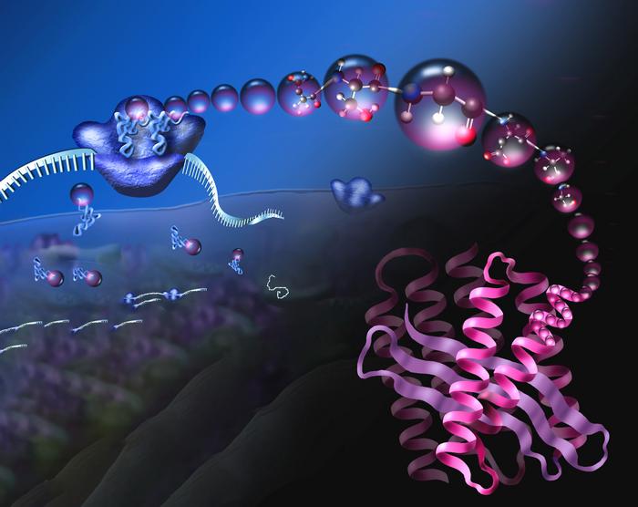 The ribosomal translation machinery