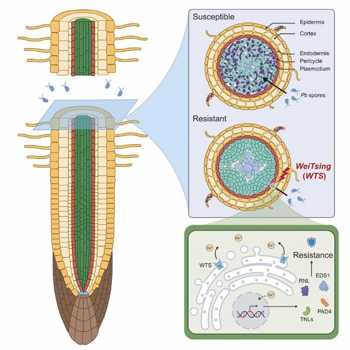 WTS encodes an ER-localized Ca2+ release channel, triggering immune response to protect stele from P. brassicae invasion