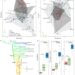 Morphological disparity of forelimbs and hindlimbs of Mesozoic theropods (including birds)