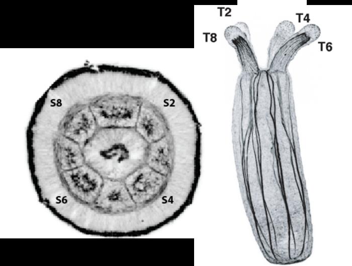 Stowers scientists investigate the evolution of animal developmental mechanisms, show how some of Earth’s earliest animals evolved