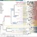 Figure 1. Genomic phylogeny of primates. Credit: Dong-Dong Wu.