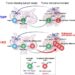 Schematic diagram to show the mechanism of CD69 action on the stem-like and terminally differentiated CD8+ T cells in wild-type and CD69-deficient mice