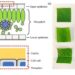 Thermal infrared reflectance characteristics of natural leaves in 8–14 μm region: Mechanistic modeling and relationships with leaf water content