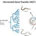 A Maverick virus-like particle as a vector of horizontal gene transfer (HGT). ©IMBA-IMP Graphics