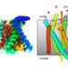 zinc transporter structure