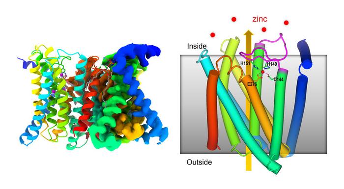 zinc transporter structure