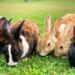 Ear health and quality of life in pet rabbits of differing ear conformations: A UK survey of owner-reported signalment risk factors and effects on rabbit welfare and behaviour