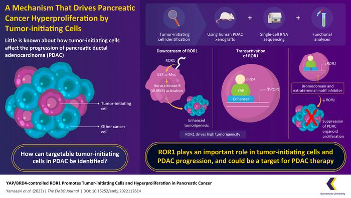 A Mechanism that Drives Pancreatic Cancer Hyperproliferation by Tumor-initiating Cells