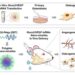 Bone regeneration using mRNA medicines