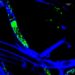 Bacteria entrapped in fungal hyphae