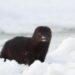 American mink