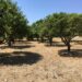 A conventional citrus orchard