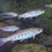 Juvenile steelhead trout in a natural stream environment. (Photo by John McMillan)