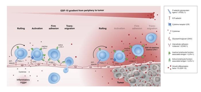 Action of GDF-15