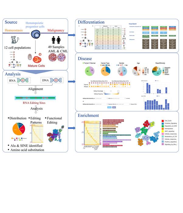 A database on the relationship between RNA editing and blood cell differentiation