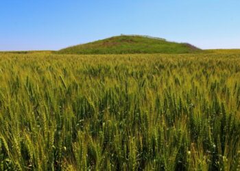 Ancient burial mounds (kurgans) provide the last refugia for steppic plant and animal species in the intensively used agricultural landscapes