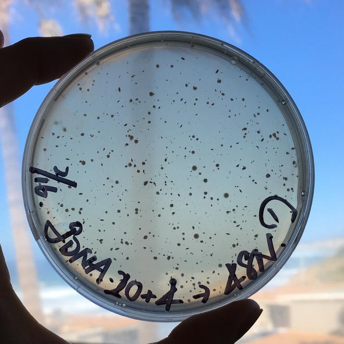 Microbial cultures used in the study to investigate the biosynthesis of actinopyradizone