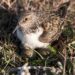 Sanderling incubating four eggs