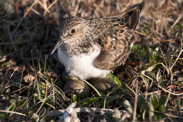 Sanderling incubating four eggs