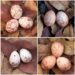 A selection of fork-tailed drongo clutches that have been parasitised by African cuckoos. In each photo, the right-most egg is the cuckoo egg