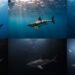 Side-by-side comparisons of real-life white sharks (top) and Irschick’s 3D models.