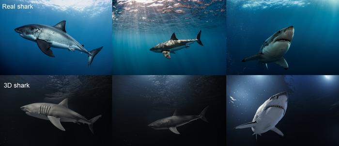 Side-by-side comparisons of real-life white sharks (top) and Irschick’s 3D models.