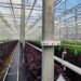 Ultrasonic speaker in greenhouse