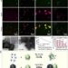 Faster Way to Catch SARS-CoV-2 Virus?　Smaller Magnetic Beads with Superior Magnetic Moment Help