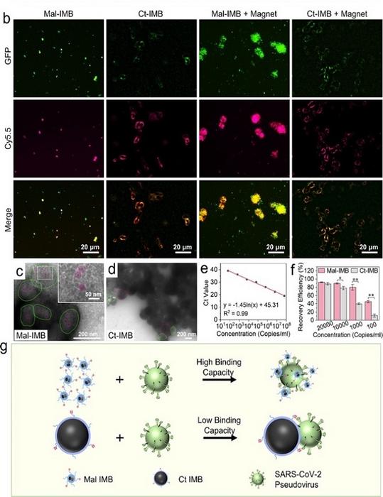 Faster Way to Catch SARS-CoV-2 Virus?　Smaller Magnetic Beads with Superior Magnetic Moment Help