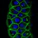 Salivary gland cells expressing the SARS-CoV2 protein NSP8