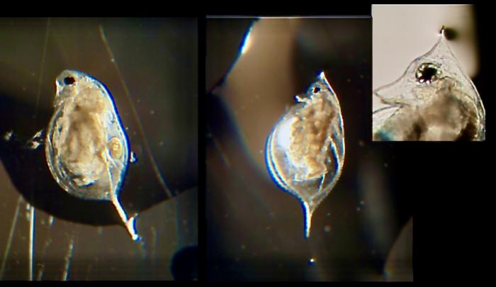 Daphnia survival strategies