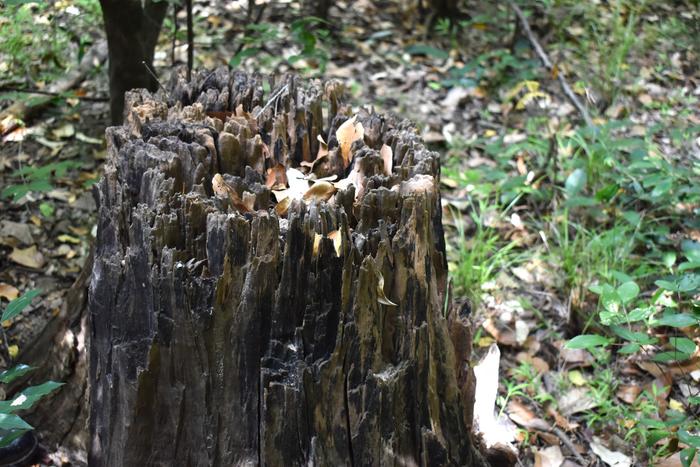 Wood decay fungi show enhanced biodeterioration of low-density polyethylene in the absence of wood in culture media