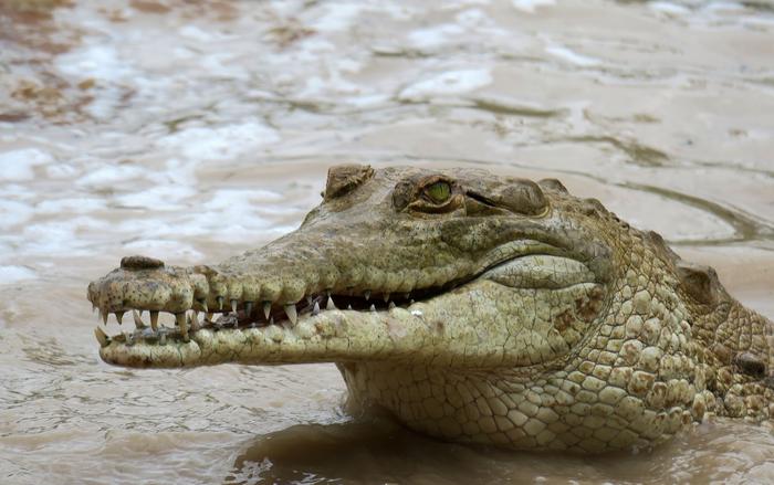 Female Orinoco crocodile