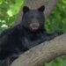 Bear in Missoula, MT neighborhood tree