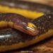 Caecilian