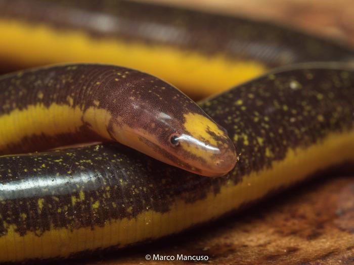 Caecilian