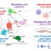 Single-nuclei assays