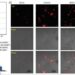 Determining the enhanced selective internalization ability of MFSX