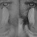 Figure 1: Differences in vision according to contrast sensitivity (observer's view).