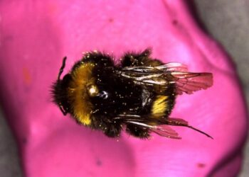 A bee specimen with pollen on it