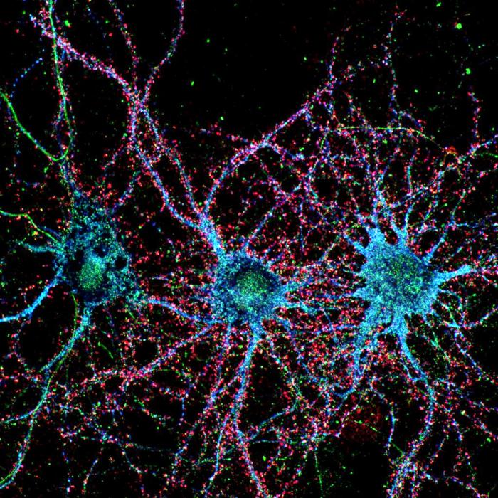 Autoantibodies binding to nerve cells