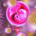 Nanomedicine and ectopic pregnancy, graphic by Parinaz Ghanbari.