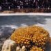 The coral species 'Porites lutea' in a mangrove swamp. Photo: Emma Camp.