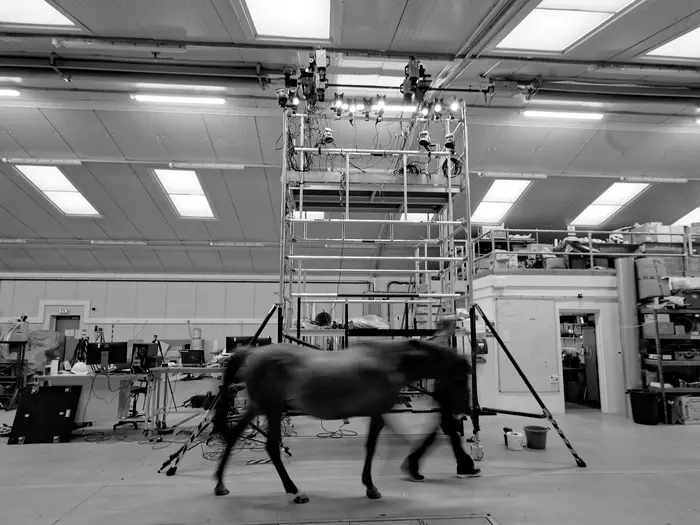 Horse moving through the camera setup