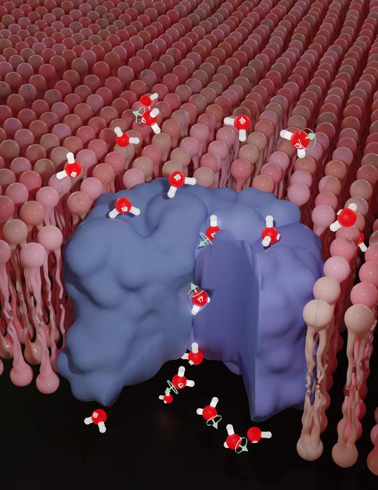 Rapid Passage of Magnetic Water Molecules into Cells