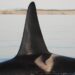 An adult male orca with tooth rake marks CREDIT David Ellifrit, Center for Whale Research