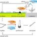 Pro1 protein malfunction causes female sterility in the rice blast fungus