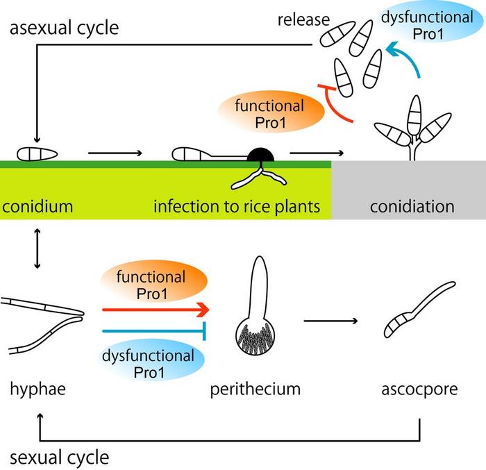 Pro1 protein malfunction causes female sterility in the rice blast fungus