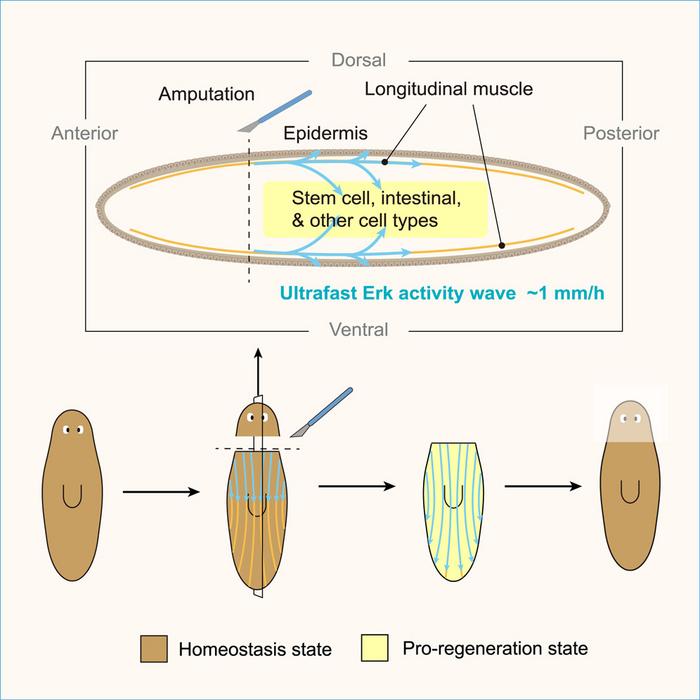 Graphical abstract